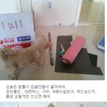 사진有>우리집 강아지 집을 만들어 봤어여