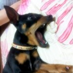 맹수<b>은비</b>님