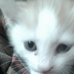 @@나도 한 번 써보자 우리집 고양이 ^.~@@