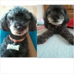 강아지를 찾습니다