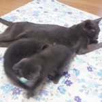 사진有)*  새침한 우리집냥이들