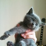 ★우리 럭셔리한 고양이 <b>로미</b> ★(사진有)