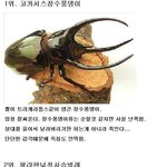 세상의 <b>곤충</b>들의 순위