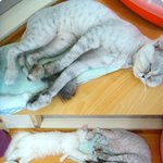 ★ 못말리게 귀여운 동거묘 두마리 소개합니당ㅋㅋㅋ