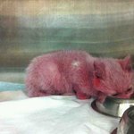 ★(추가)온몸에 핑크색염색 당한 아기고양이!! 도와주세요!