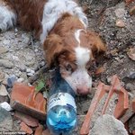 동물학대..가벼운벌금으로동물의아픔이사라지나요