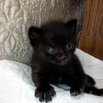 ▶▶▶▶곰인지 알았는데 고양이?!