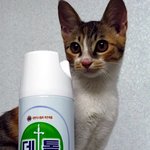 다들 길냥이 주웠다고 할 때, 난 선택당했다!! -2 [스압주의]