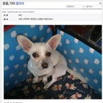 ★★<b>사막</b>여우 분양받은사람 이야기(펌)★