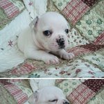 매력만점 프렌치<b>불독</b> 탄생기^^♥