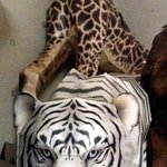 사진有) <b>사막</b>여우만들기  이정도는 되야지..