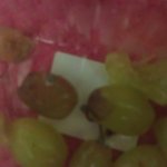 사진有) 편의점에서 썩은 포도 팔아요...ㅠㅠ