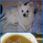 완소 강아지 쏠트의 애<b>미야</b> 시리즈(사진많이有)