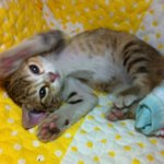 ♥♥♥아기냥이들의 새주인을 찾습니다(부산)♥♥♥