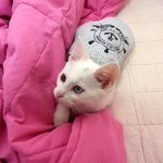 사진있읍))) 백곰과 흑돼지 <b>애증</b>의 동거기