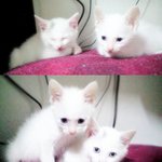 ★★★[사진有▽有] 비루한 집주인과 남고냥이 3마리 동거이야기★★★