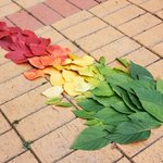 이 나이에 <b>나뭇잎</b>가지고 놀아봤습니다 사진有