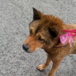 유기견을 보호소에 데려다 줬어요!!!!!부록)))길냥이 사진 <b>투척</b>
