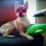 ★★★우리집 <b>요미</b>요미귀요미 강아지 마루(포메라니안)까미(블랙푸들)★★★