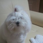 [개판] 나도 쓴다 !!!!!!!!!!!!우리집 멍멍이!!!!!...