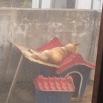 아침부터 웃겨드립니다.(특이하게잠을자는우리집강아지 <b>갑돌이</b>를소개합니다...