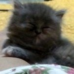 우리고양이 이름이 유행어가 됐어요................^^;;