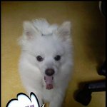 완소 강아지 쏠트의 애<b>미야</b> 시리즈 속편(사진많아有)