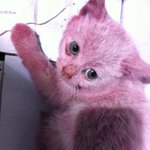 ★핑크염색고양이 근황 및 입양안내입니다★