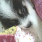 ★★이렇게귀여운아이봄?이게진정한개판★★