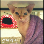 (사진)우리집 스핑크스 고양이들 출산기