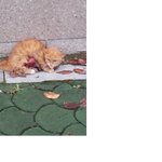 사진有 가죽벗겨진고양이