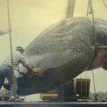 고래의 그....그..그 <b>something</b>... 크기