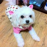 강아지를찾습니다