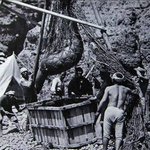 멸종된 독도 강치들의 증언! 1905년 일제(日帝)의 독도 침탈...