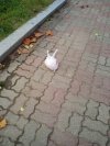★★사진有 토끼를 잡아라 ★★