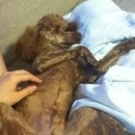 2살된 우리 쪼꼬를 소개합니다잉