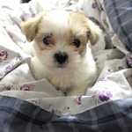 사진有<b>생후</b>45일강아지견종아시는분!?