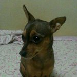 ★제 친구네 이쁜이를 소개합니다★