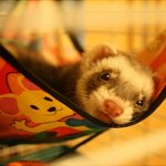 (페릿) 보고 싶은 우리 콩이 ㅠㅠ
