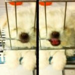 ★★요 강아지 생기고나서 집안이 화목해짐ㅎ 울 크림이 ㅎ!