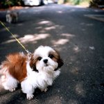 [개판 사진有] 뚱이 <b>짱아</b> 소개합니다.