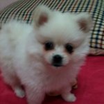 (사진有)★☆스피츠계의 김태희 비주얼 쓰나미 최.고.미☆★