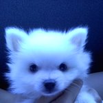 ★긔<b>요미</b> 강아지의 개판 사진폭풍有