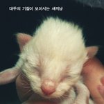 (사진)우리집 파란만장 스핑크스 고양이들 2탄~