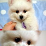 (반려견) 우리집 개님ㅋㅋㅋㅋㅋㅋㅋㅋㅋㅋ