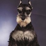 ☆★☆★(사진有)이런 강아지 키워봤음? ㅋㅋㅋ☆★☆★