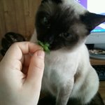 ★★우리집개냥이샤샤를소개합니다^0^