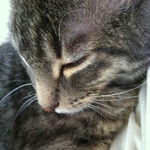 ★★★★★★★★미묘<b>개냥</b>이호야입니당 사진투척!!★★★★★★★