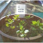 * <b>오죽</b> 했으면.. *