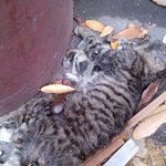 고양이 <b>사체</b>를 치웠습니다.(사진 포함. 혐오.) 비위 약하시면 보지...